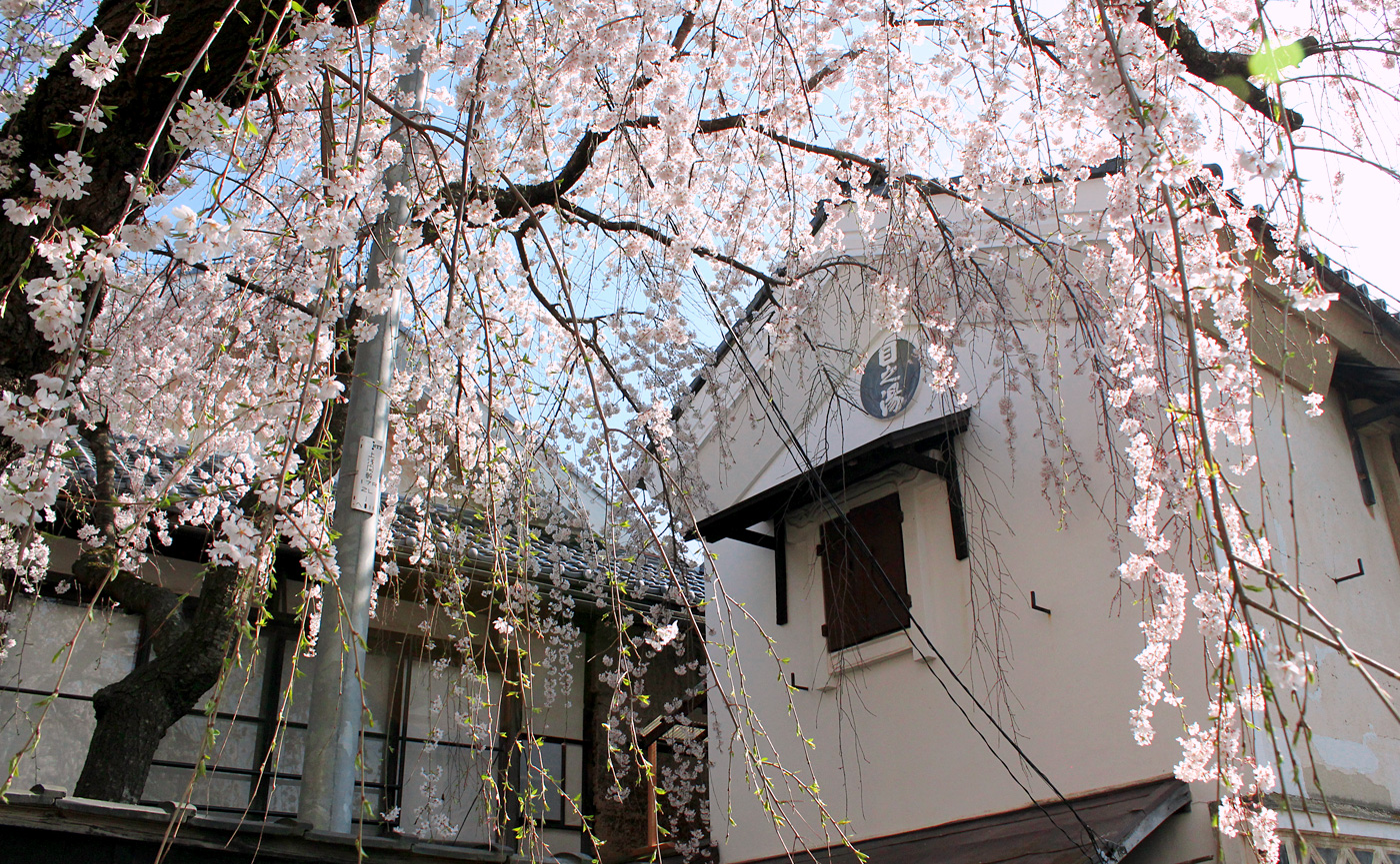 目の湯旅館 蔵と枝垂れ桜